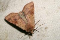 Diarsia mendica