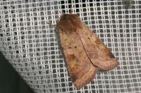 Diarsia mendica