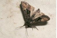 Euplexia lucipara