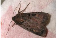Euxoa nigricans