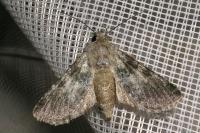 Hadena caesia caesia