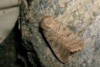 Hoplodrina superstes