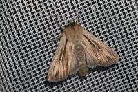 Leucania comma