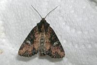 Mesapamea secalella/secalis
