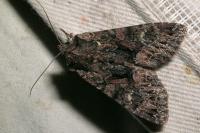 Mniotype adusta