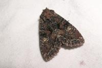 Mniotype adusta