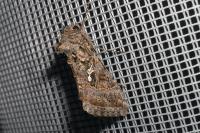 Trichoplusia ni