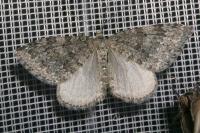 Entephria caesiata