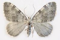 Entephria nobiliaria