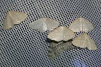 Scopula ternata