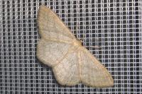 Scopula ternata