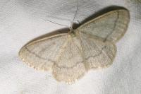 Scopula ternata