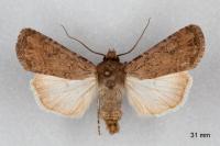 Euxoa eruta/nigrofusca/tritici