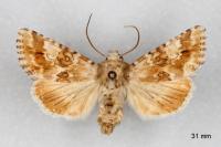 Eremobia ochroleuca