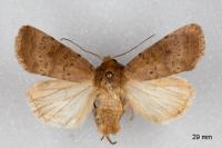 Hoplodrina blanda