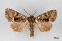 Oligia latruncula