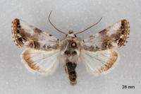 Calophasia opalina