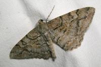 Alcis repandata