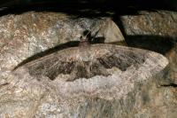 Alcis repandata
