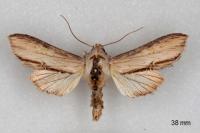 Cucullia caninae