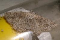 Alcis repandata