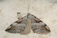 Aplocera praeformata