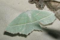 Campaea margaritaria