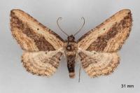 Horisme vitalbata