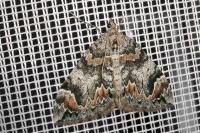 Dysstroma citrata