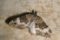 Colostygia turbata turbata