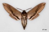 Sphinx ligustri