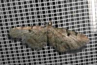 Eupithecia abietaria