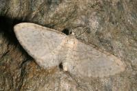 Eupithecia cretaceata fenestrata