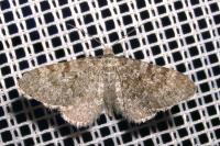 Eupithecia undata