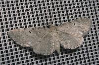 Eupithecia veratraria