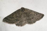 Gnophos obfuscata