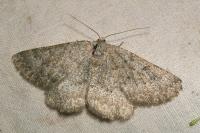 Gnophos obfuscata