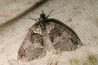 Hydriomena ruberata