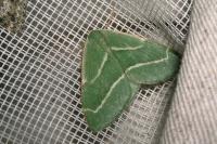 Hylaea fasciaria