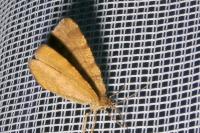 Macaria brunneata