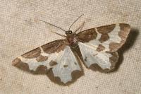 Lomaspilis marginata