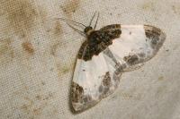Mesoleuca albicillata