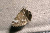 Perizoma alchemillata