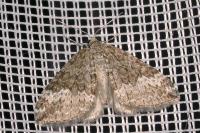 Perizoma hydrata