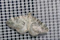 Perizoma minorata