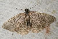 Rheumaptera undulata