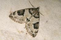 Thera vetustata