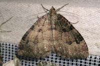 Triphosa dubitata