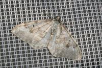 Xanthorhoe montanata