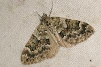 Thera britannica/variata